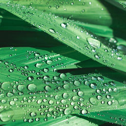 Water Droplets on Lilly Leaves, Fine Art Print Lost Kat Photography