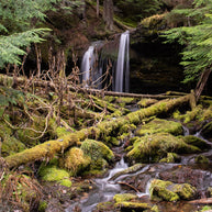 Cedar Forest Stream Pacific Northwest Photography