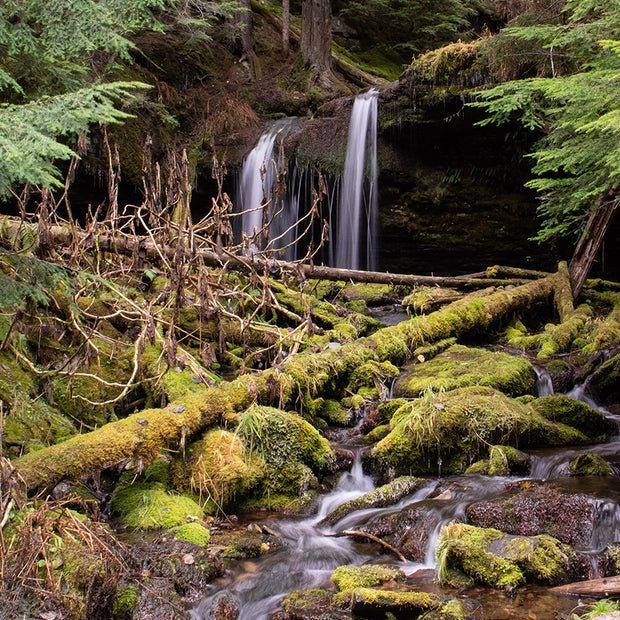 Cedar Forest Stream Pacific Northwest Photography