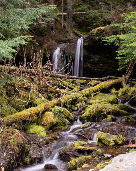Cedar Forest Stream Pacific Northwest Photography