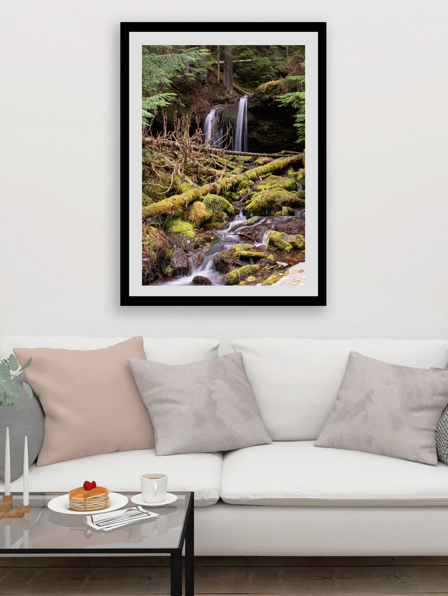 Cedar Forest Stream Pacific Northwest Photography