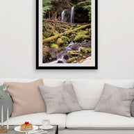 Cedar Forest Stream Pacific Northwest Photography