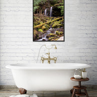 Cedar Forest Stream Pacific Northwest Photography