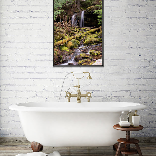 Cedar Forest Stream Pacific Northwest Photography