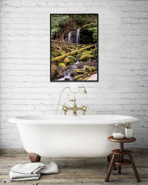 Cedar Forest Stream Pacific Northwest Photography