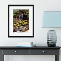 Cedar Forest Stream Pacific Northwest Photography