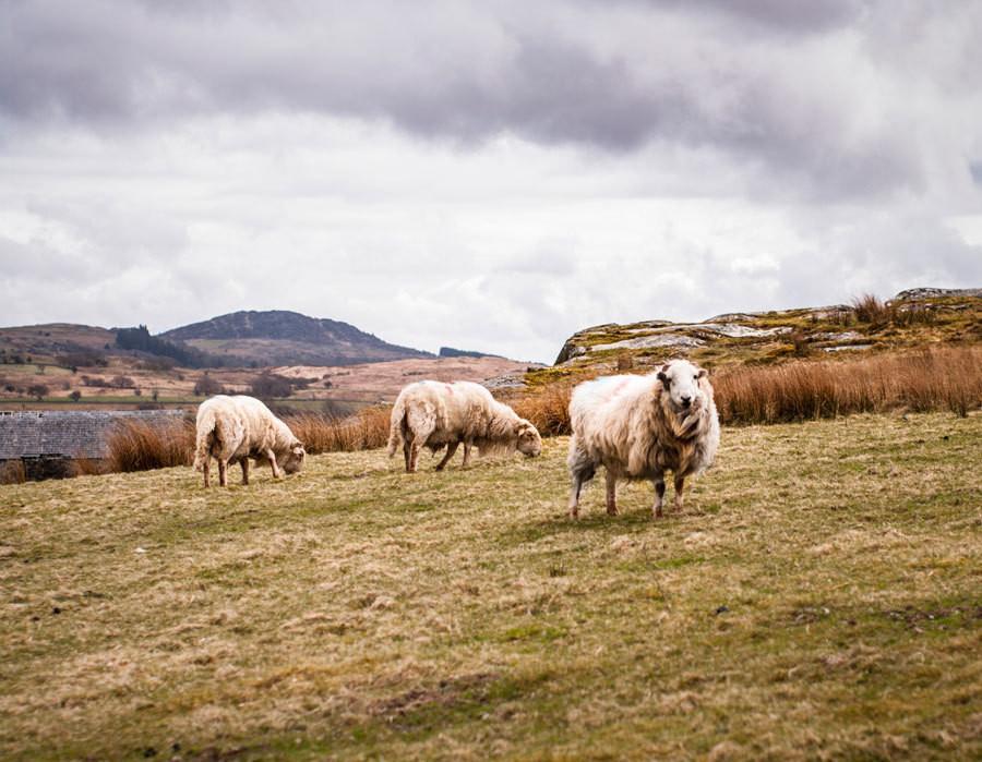 Welsh Sheep in Snowdonia Fine Art Photo Print - Photography