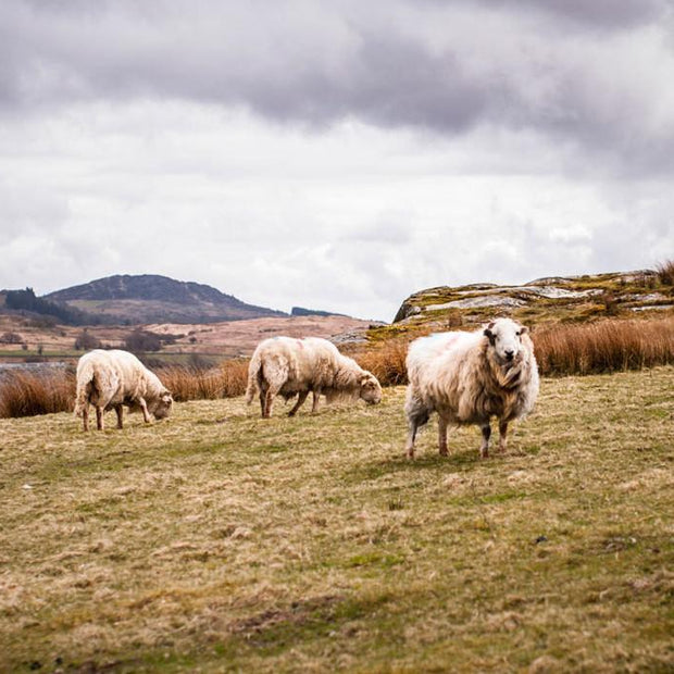 Welsh Sheep in Snowdonia Fine Art Photo Print - Photography