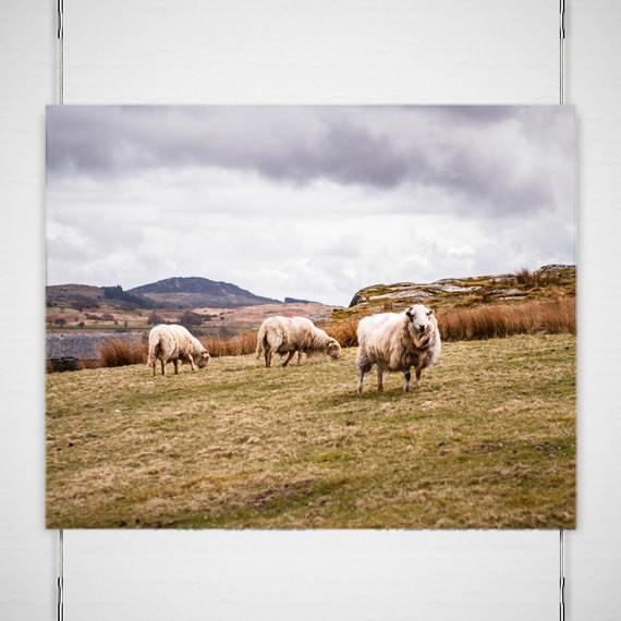 Welsh Sheep in Snowdonia Fine Art Photo Print - Photography