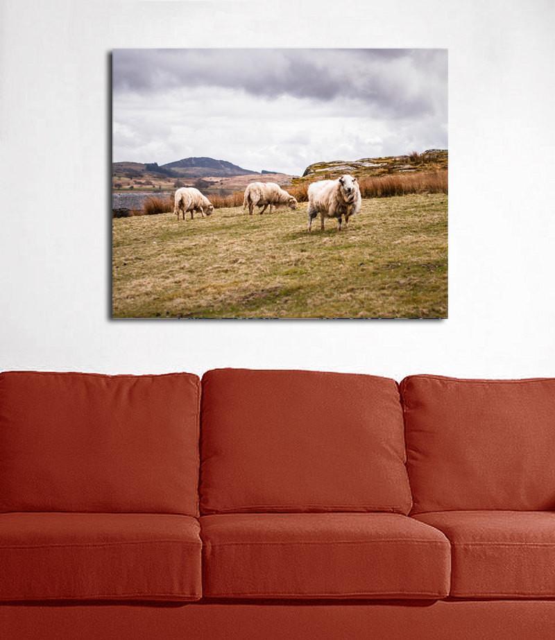 Welsh Sheep in Snowdonia Fine Art Photo Print - Photography