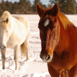 Winter Draft Horses Colorado - Photography