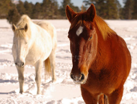 Winter Draft Horses Colorado - Photography