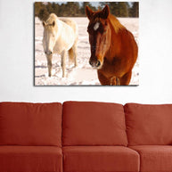 Winter Draft Horses Colorado - Photography