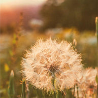 Wishes at Sunset Dandelion - Photography