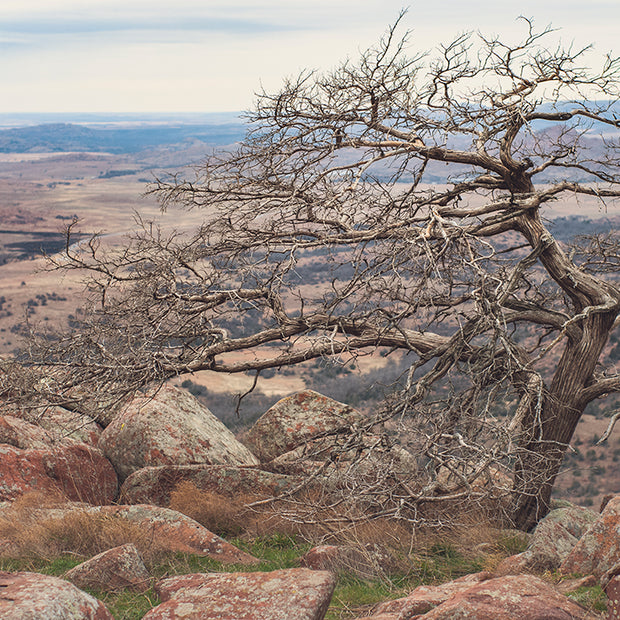 Wichita Mountains Tree Mt. Scott Oklahoma Photo Print -