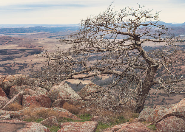 Wichita Mountains Tree Mt. Scott Oklahoma Photo Print -
