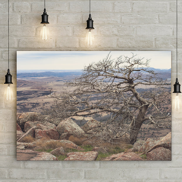 Wichita Mountains Tree Mt. Scott Oklahoma Photo Print -