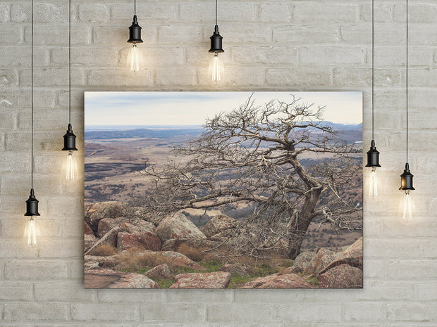 Wichita Mountains Tree Mt. Scott Oklahoma Photo Print -
