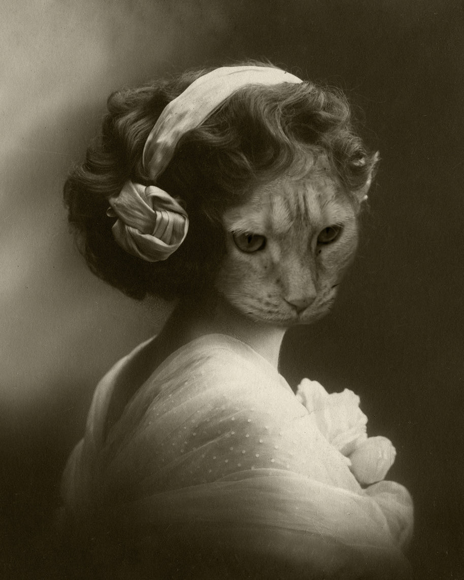 Lost Kat Fotokunst-Druck - 4x6-8x12 - Makers Market