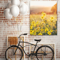 Yellow Aster at Sunset Colorado Wall Art Print - Photography