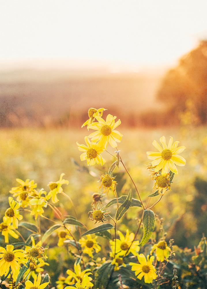 Yellow Aster at Sunset Colorado Wall Art Print - Photography
