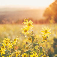 Yellow Aster at Sunset Colorado Wall Art Print - Photography