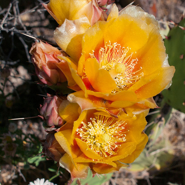 Yellow Cactus Flower Joshua Tree National Park - Photography