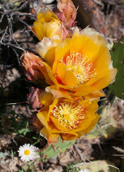 Yellow Cactus Flower Joshua Tree National Park - Photography