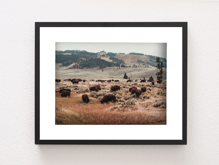 Bison Herd Yellowstone Photo Print Surreal Wildlife