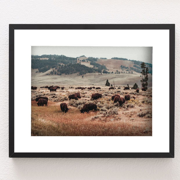 Bison Herd Yellowstone Photo Print Surreal Wildlife