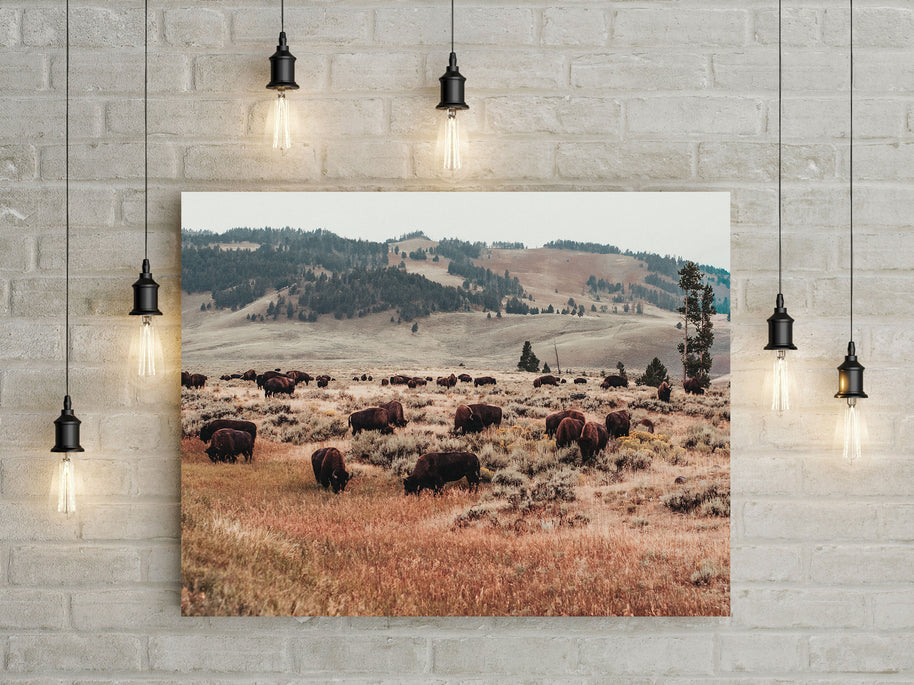 Bison Herd Yellowstone Photo Print Surreal Wildlife