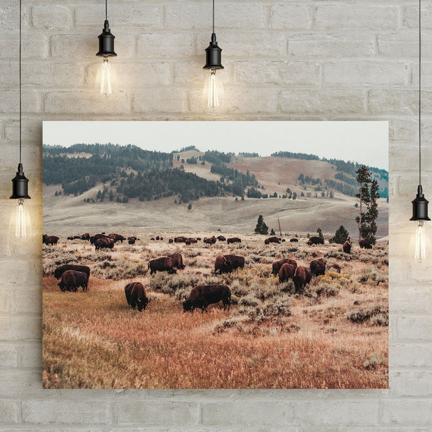 Bison Herd Yellowstone Photo Print Surreal Wildlife