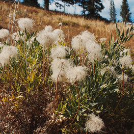 Western White Clematis Nature Photography Yellowstone Wall