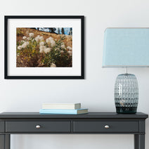 Western White Clematis Nature Photography Yellowstone Wall