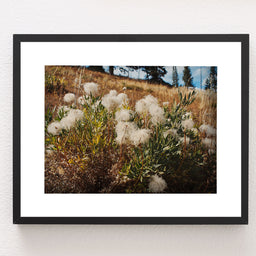 Western White Clematis Nature Photography Yellowstone Wall