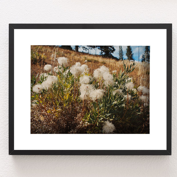 Western White Clematis Nature Photography Yellowstone Wall