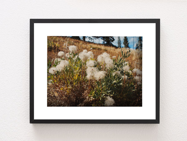 Western White Clematis Nature Photography Yellowstone Wall