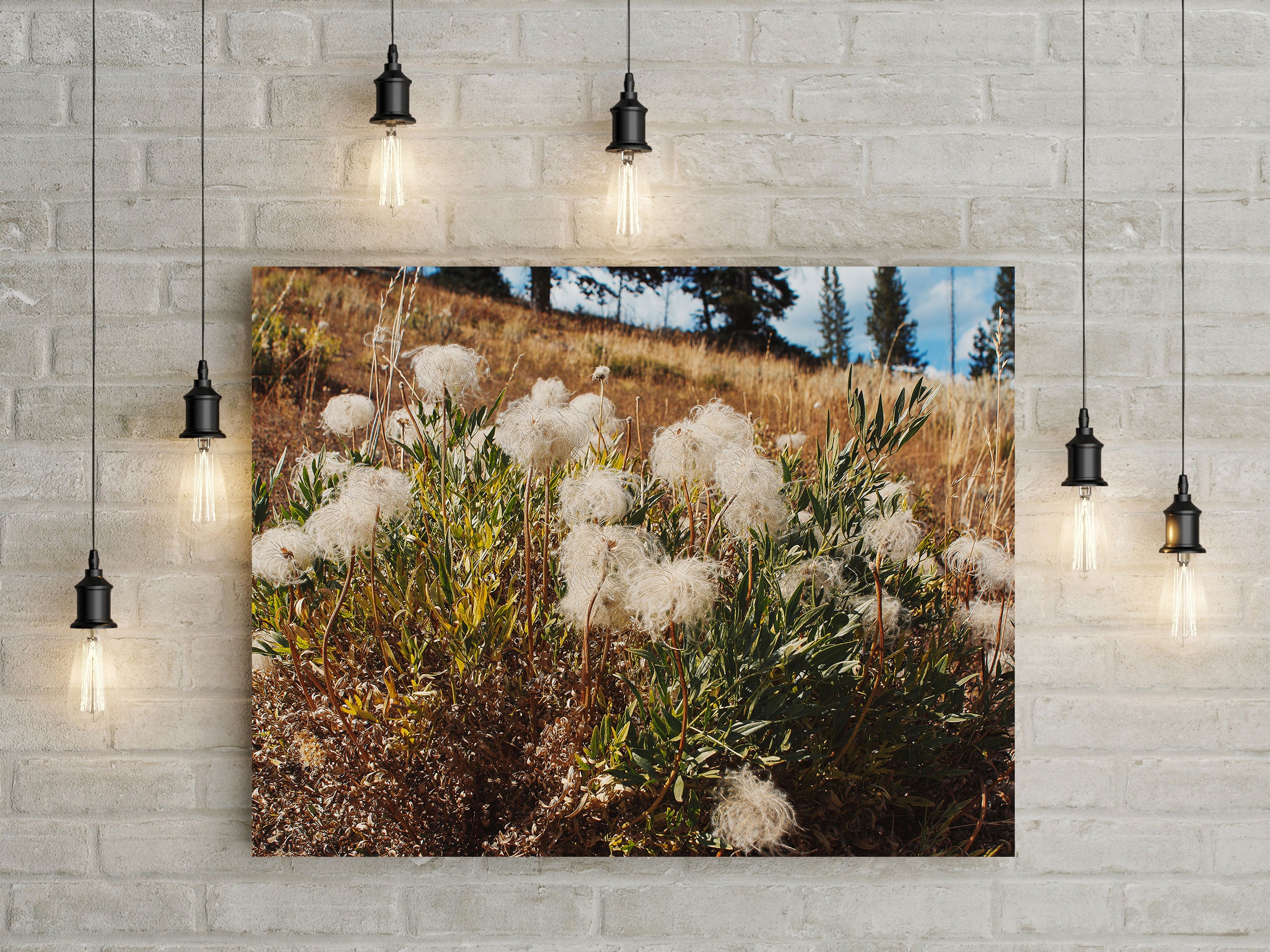 Western White Clematis Nature Photography Yellowstone Wall