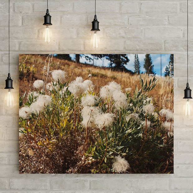 Western White Clematis Nature Photography Yellowstone Wall