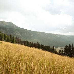 Yellowstone Meadow Photo Print Landscape Photography
