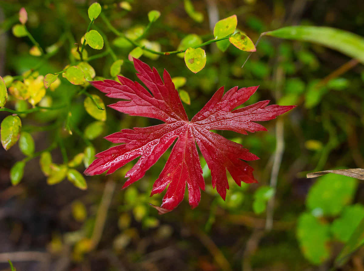 Red Autumn in Yellowstone Photo Print Nature Photography