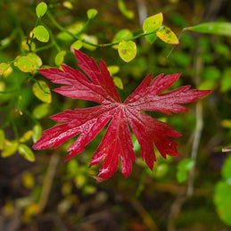 Red Autumn in Yellowstone Photo Print Nature Photography