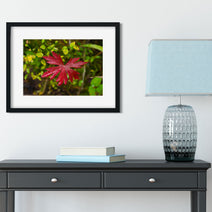Red Autumn in Yellowstone Photo Print Nature Photography