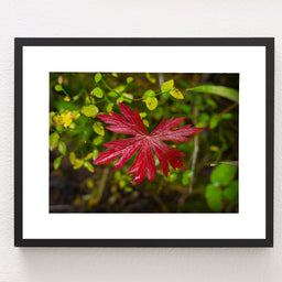Red Autumn in Yellowstone Photo Print Nature Photography