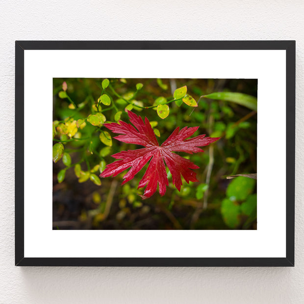 Red Autumn in Yellowstone Photo Print Nature Photography