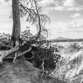 Yellowstone Tree Roots Photo Print Black and White