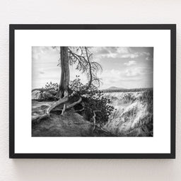 Yellowstone Tree Roots Photo Print Black and White