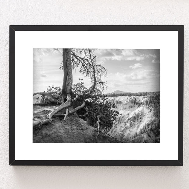 Yellowstone Tree Roots Photo Print Black and White