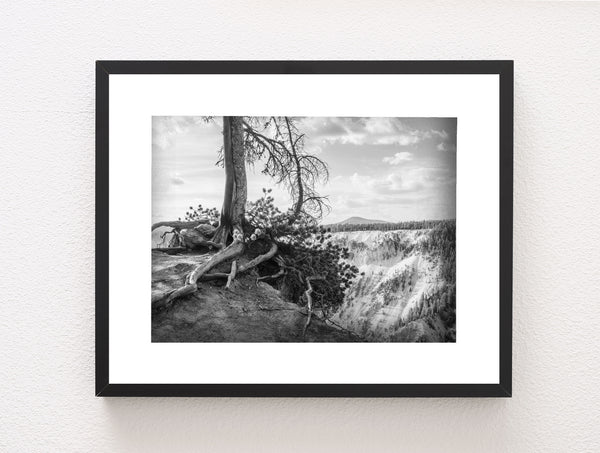 Yellowstone Tree Roots Photo Print Black and White