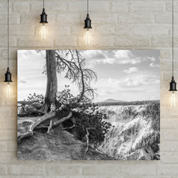 Yellowstone Tree Roots Photo Print Black and White